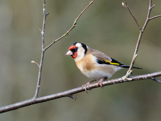 Goldfinch, Carduelis carduelis