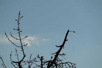 Obstbaumschnitt im Frühling