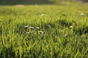 lush green spring meadow with daisies