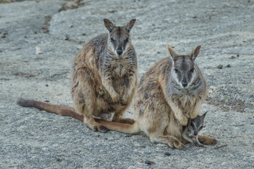 Kleine Kängurus (Wallabys) im Granite Gorge Nature Park in Queensland Australien