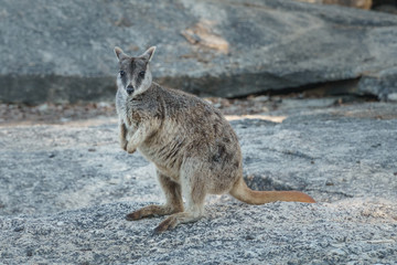 Kleine Kängurus (Wallabys) im Granite Gorge Nature Park in Queensland Australien © Michael
