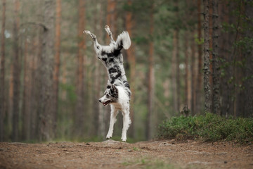 happy dog jumps and plays. Funny border collie in nature in summer