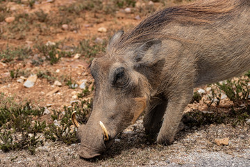 Fototapeta premium common warthog in Kruger National park, South Africa ; Specie Phacochoerus africanus family of Suidae