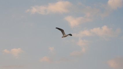 Seagull flying against blue sky.