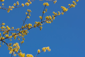 Yellow flowers on tree branches with blue sky background