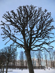 Winter tree without leaves in the shape of a ball in the park at the Catherine Palace