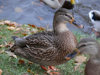 photo of a duck from close range