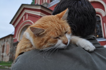 Large red cat with white paws and white mustache dozing on the shoulder of a man against the background of an old building