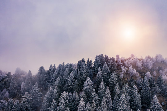 View of snow covered trees during sunset