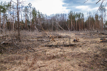 Pine forest after a fire, disaster, fire burned trees