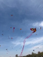 kite flying in the sky