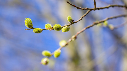 Knospen