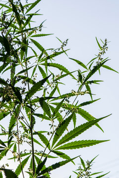 Blooming plant of cannabis against a blue sky. Selective focus.