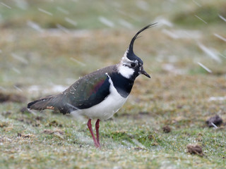 Northern lapwing, Vanellus vanellus