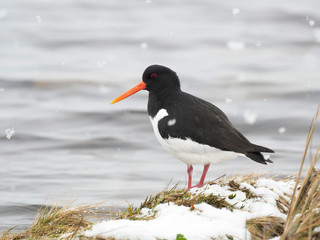 Oystercatcher, Haematopus ostralegus