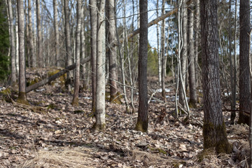Finnish Forest in Spring