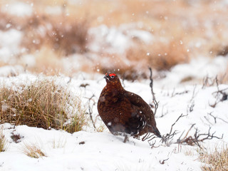 Red grouse, Lagopus lagopus scoticus