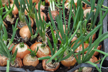 Growing onions on greens