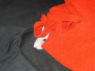 Rat sort sa tête de la couverture