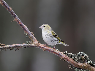 Siskin, Carduelis spinus