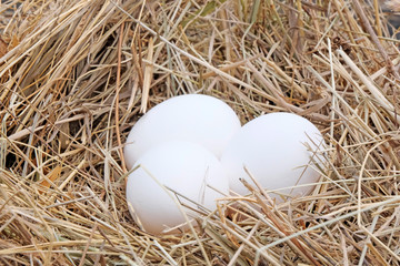 Three eggs on a background of hay, straw. Farming concept. Easter concept.