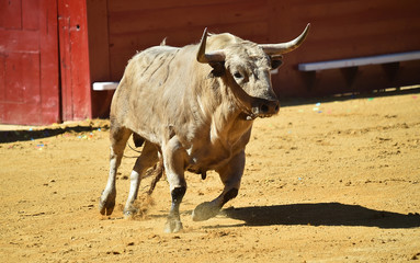 bull in spain