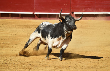 bull in spain