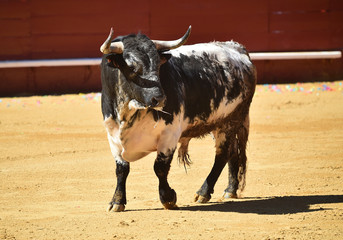 toro bravo en plaza de toros de españa