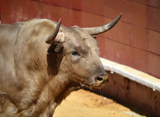 toro con grandes cuernos en españa