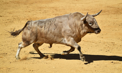 toro con grandes cuernos en españa