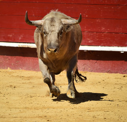 bull in spain