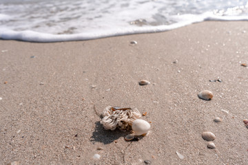 Dead crab on the sea sand and shell beach, which brought a wave