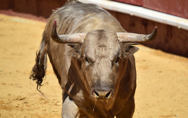 toro en españa con grandes cuernos