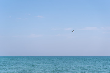A bird flying over blue sea water against a blue sky