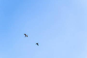 A pair of birds flying in the blue sky in summer