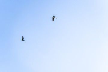 A pair of birds flying in the cloudless blue sky in summer