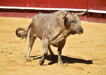 toro con grandes cuernos en españa