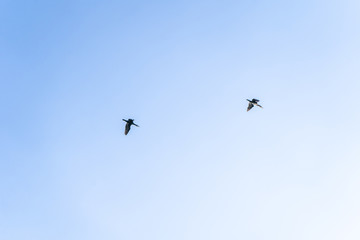 Birds flying in the cloudless blue sky in summer