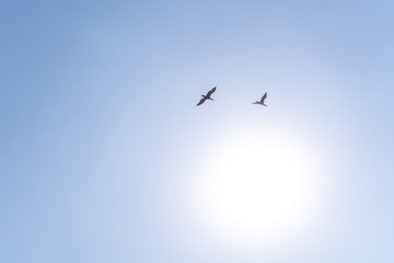Birds flying to the bright sun in the cloudless blue sky