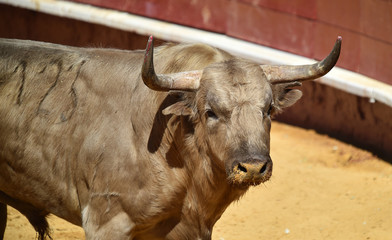 toro en españa con grandes cuernos
