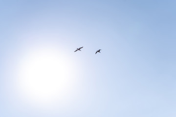 Birds flying against the bright sun in the cloudless blue sky