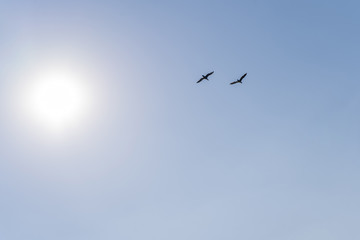 Birds flying against the sun in the cloudless blue sky