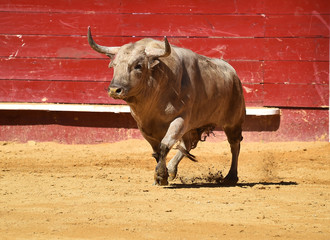 toro con grandes cuernos en españa