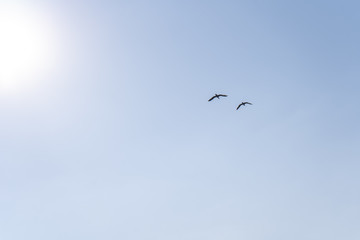 Birds fly to the sun in a cloudless blue sky