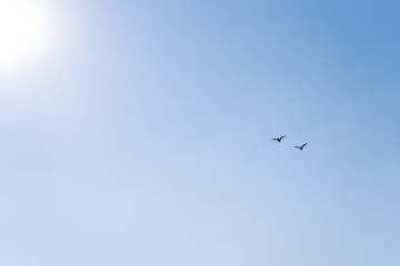 A pair of birds flying to the sun in the cloudless blue sky