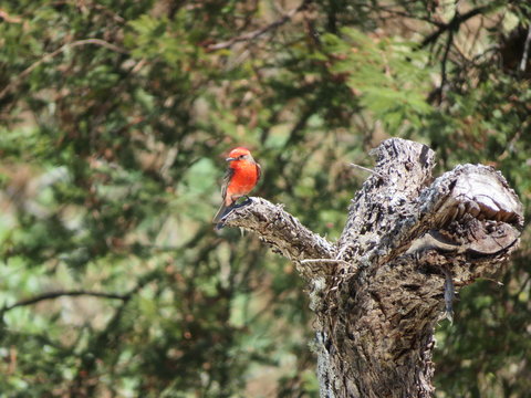 Wunderschöner Vogel mit rotem Bauch sitzt auf einem toten Baum und schaut in die Gegend in der Nähe des Vulkans von Colima in Mexiko