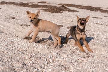 Cute little brown puppies playing with each other on a seaside