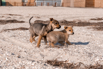 Small playful brown domestic puppies run on a shell beach
