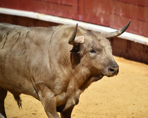 toro en españa