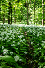 white blossoming flowers of wild garlic